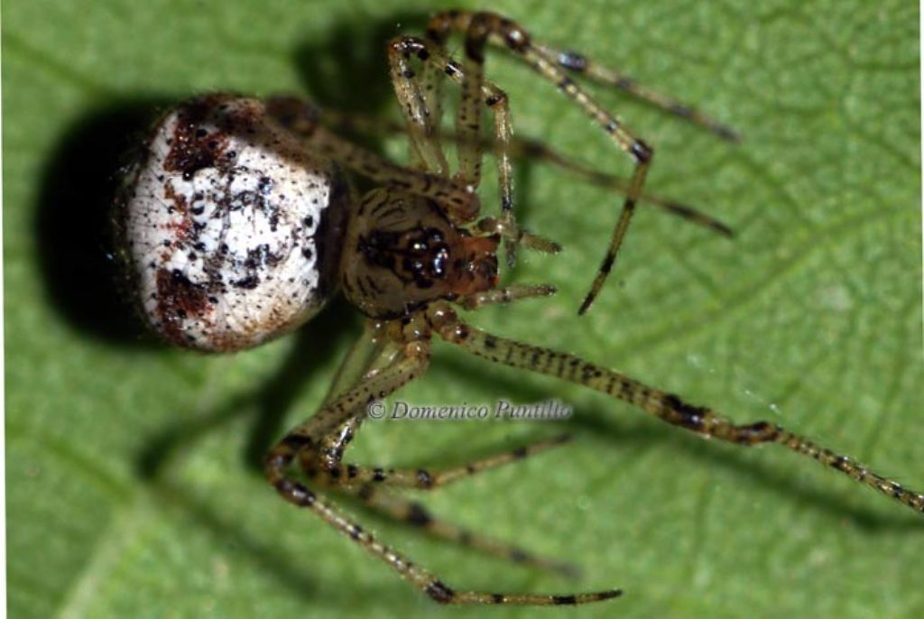 Platnickina sp. - Montalto Uffugo (CS)